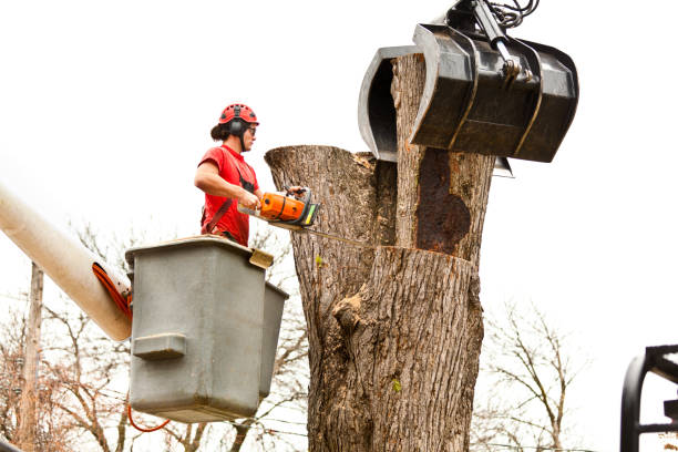 Best Tree Disease Treatment  in West Jefferson, OH